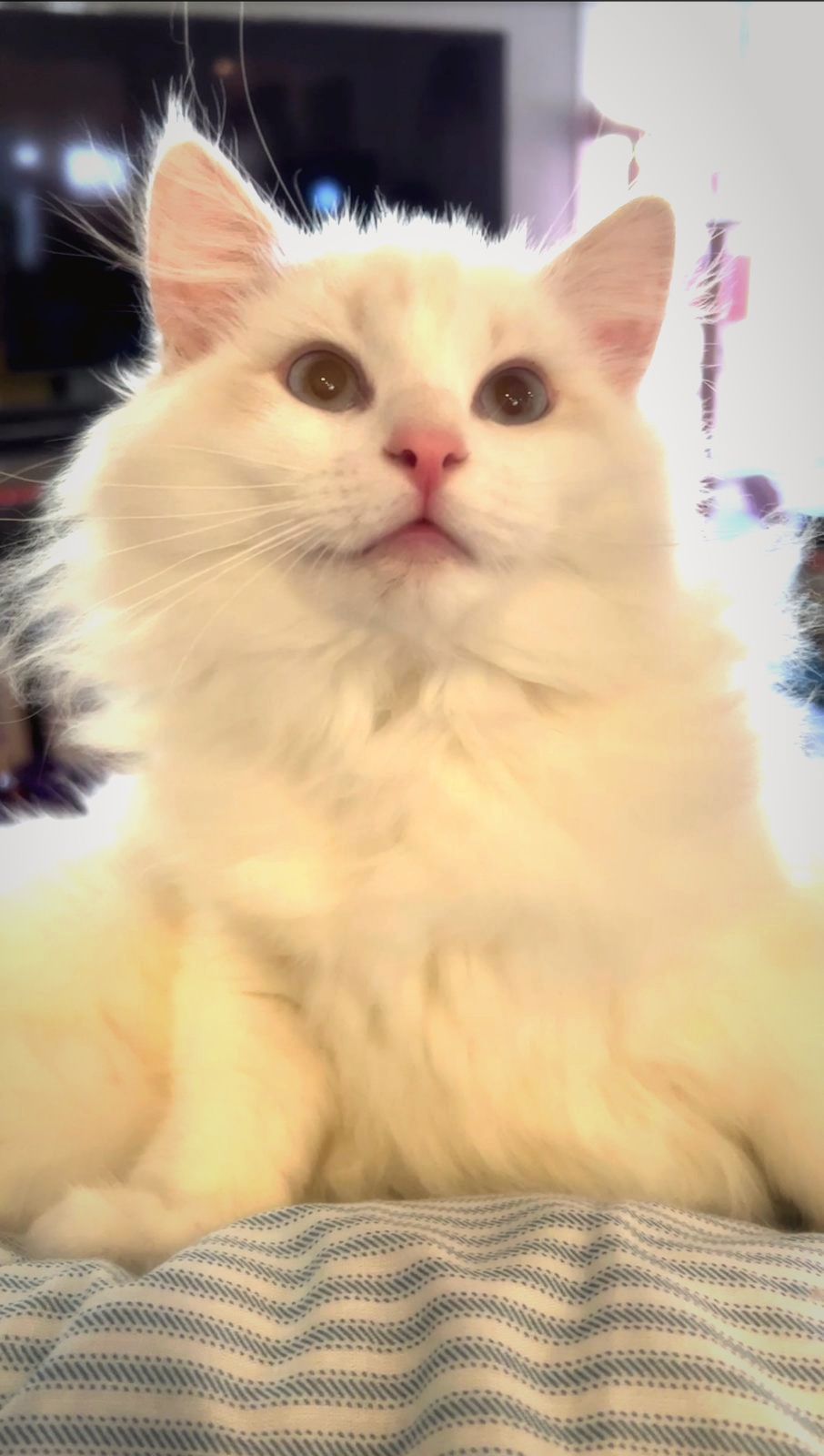 King Marty - lilac bicolor Ragdoll sire at Moonbeam Ragdolls