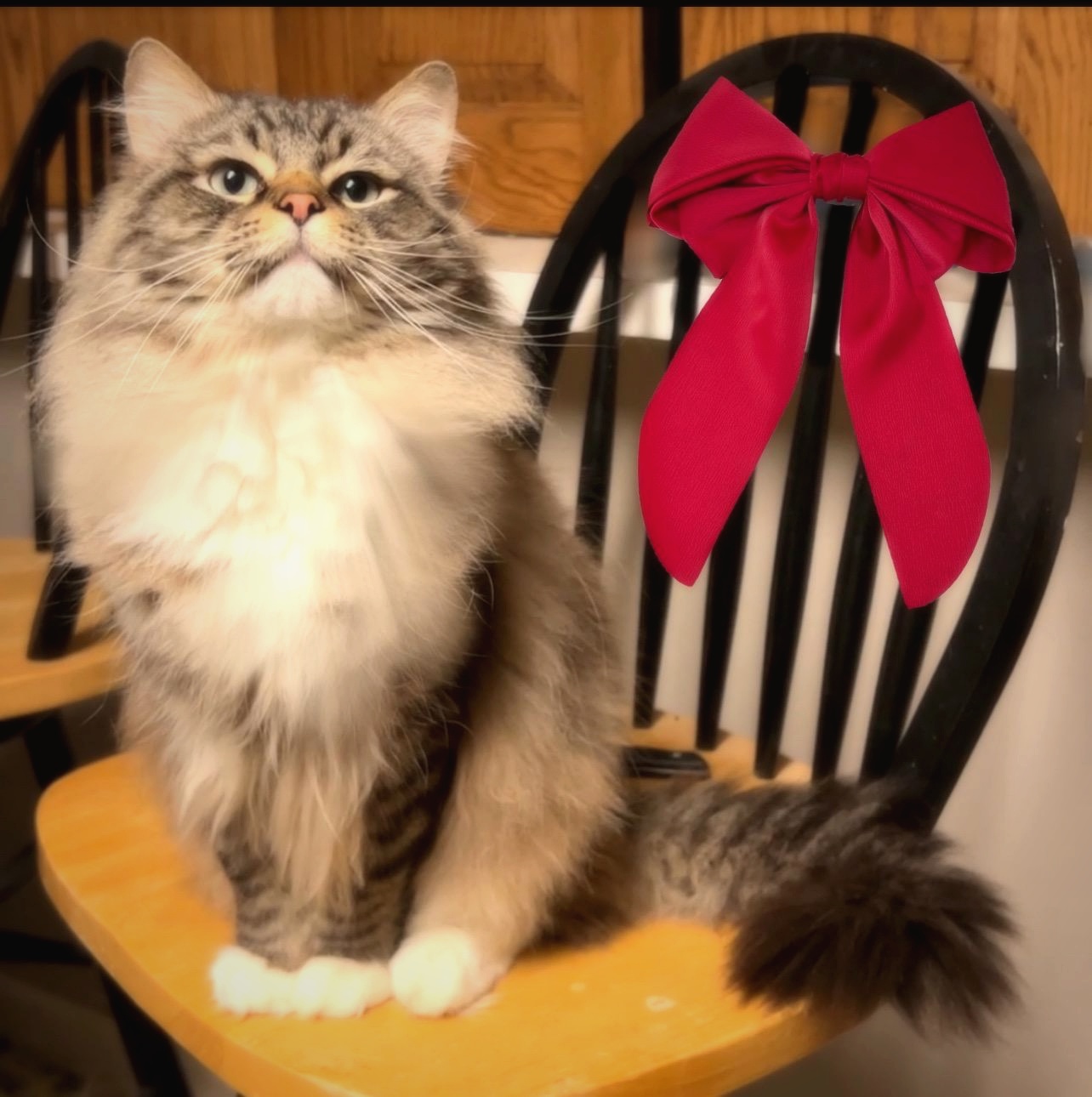 King Raja - chocolate mitted lynx Cherubim Ragdoll sire at Moonbeam Ragdolls