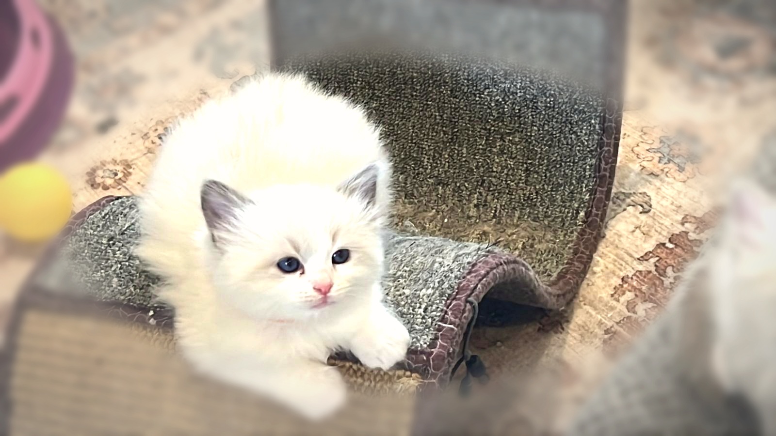 Blue Point Ragdoll Kitten