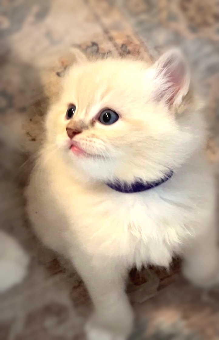 Cream Point Ragdoll Kitten