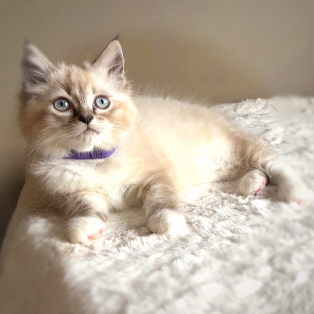 Lynx Point Ragdoll Kitten