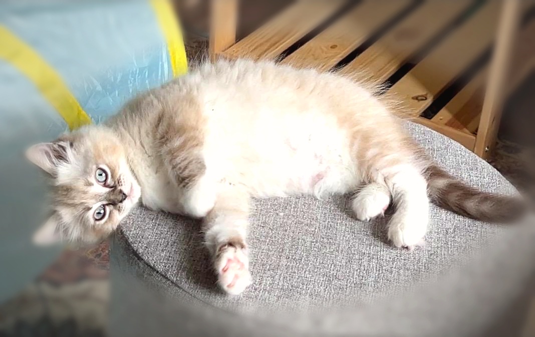 Lynx Point Ragdoll Kitten Lounging