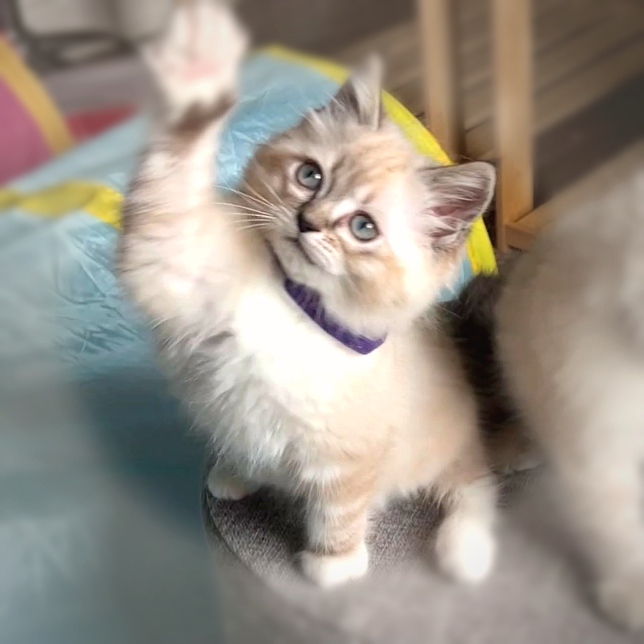 Lynx Point Ragdoll Kitten Playing