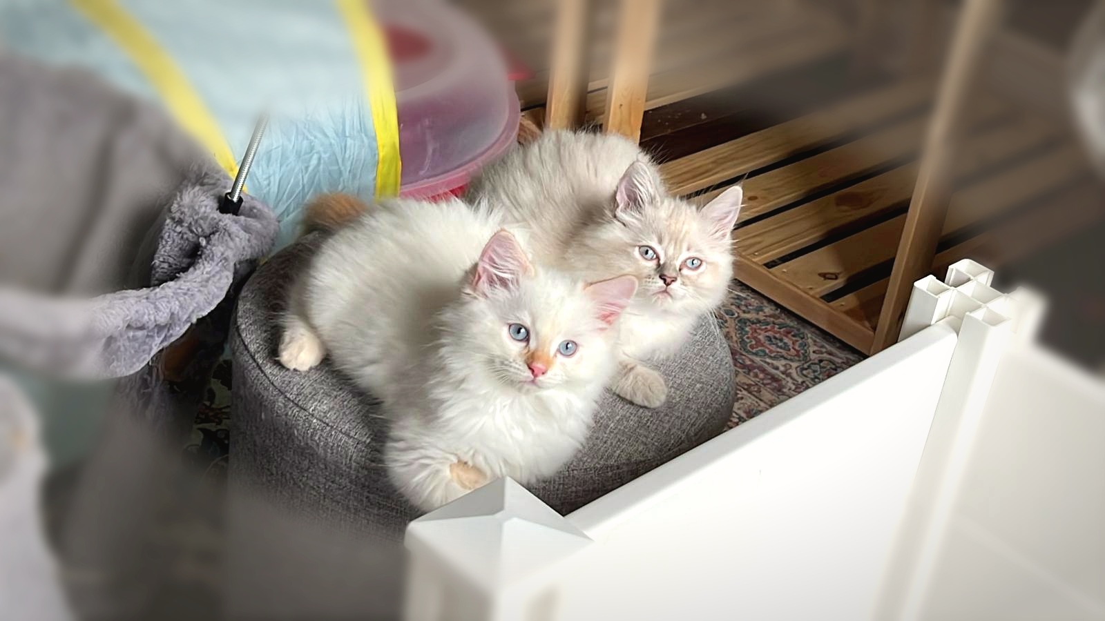 Ragdoll Kitten Pair
