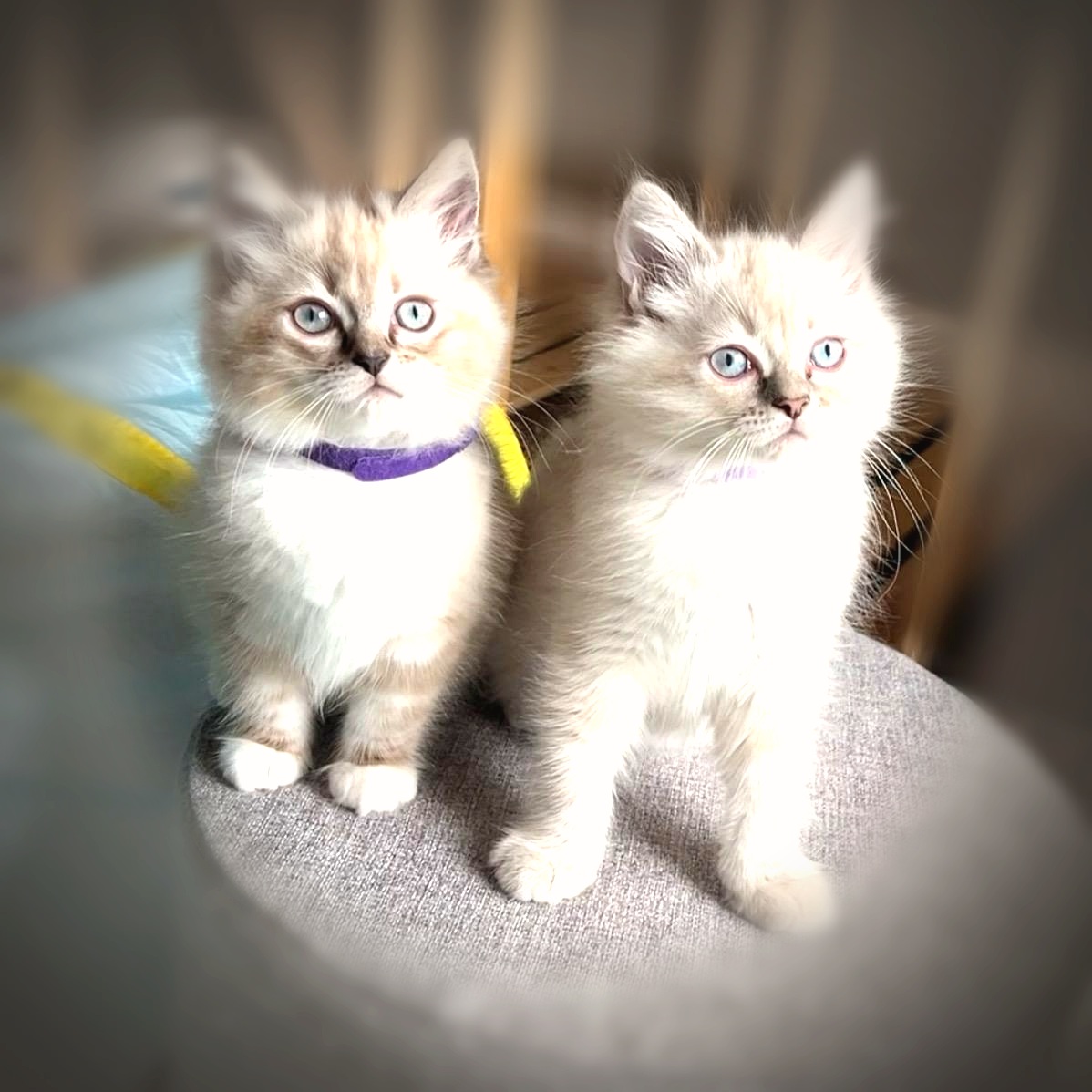 Lynx Point Ragdoll Kittens