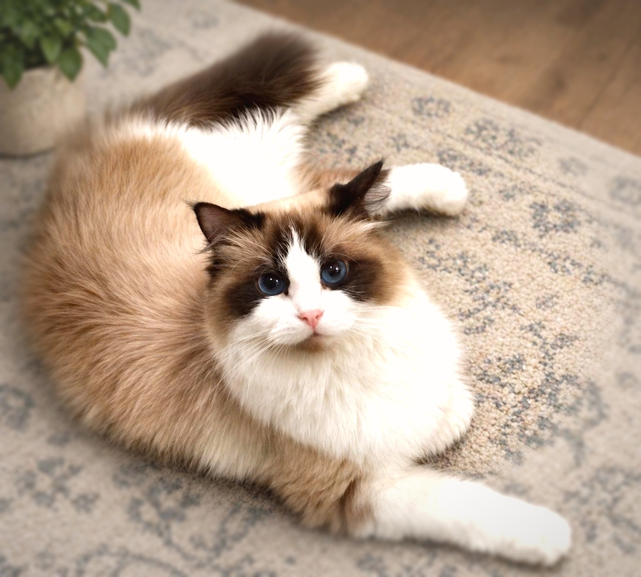 Queen Baby Bell - seal bicolor Ragdoll queen at Moonbeam Ragdolls