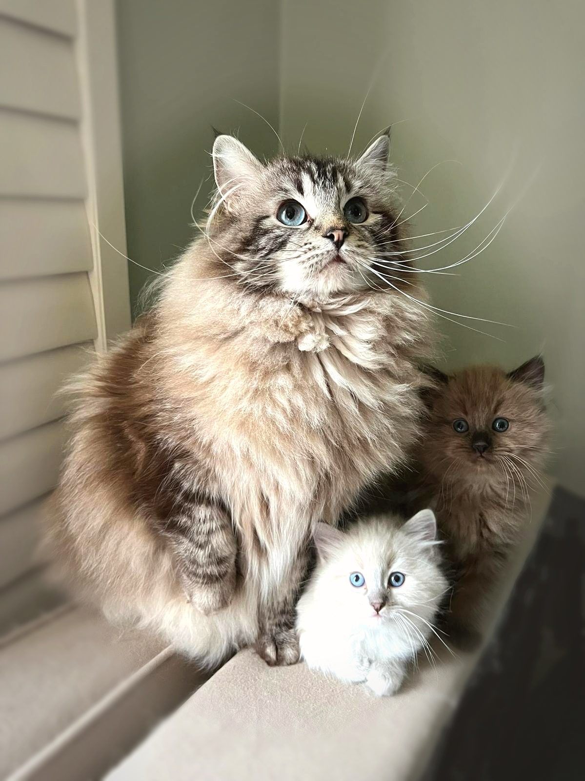 Ragdoll queen nursing kittens at Moonbeam Ragdolls Pittsburgh PA