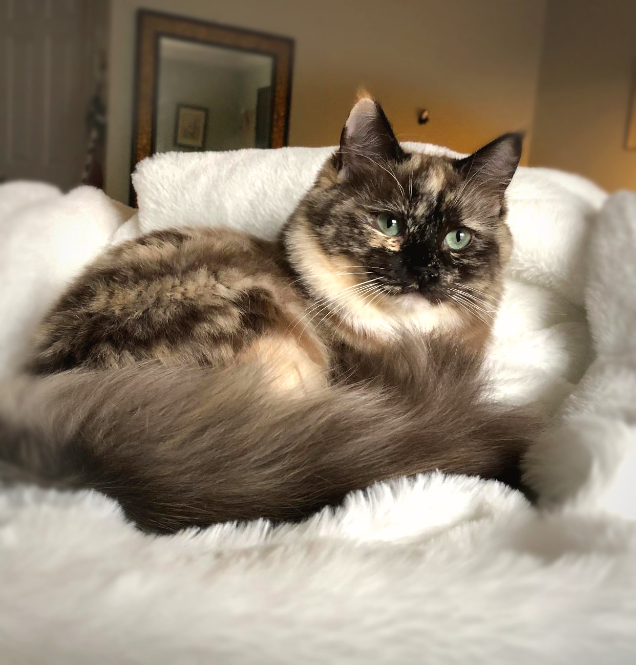 Queen Polly - tortie point Ragdoll queen at Moonbeam Ragdolls