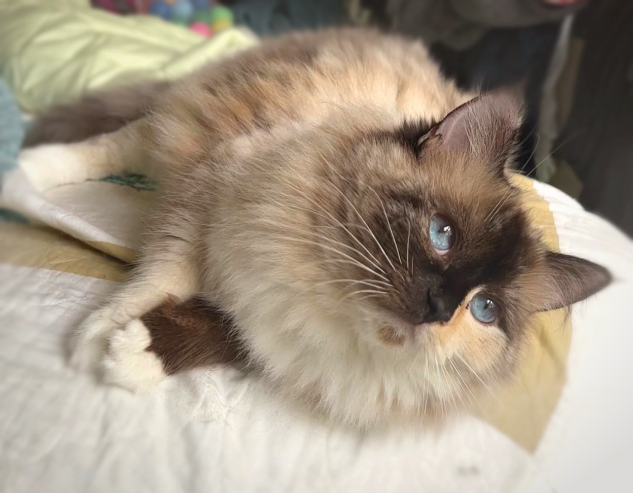 Queen Shizu - seal tortie point Ragdoll queen at Moonbeam Ragdolls