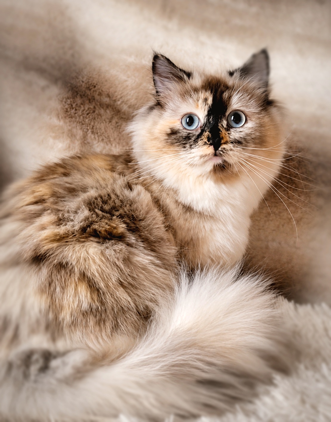 Queen Sushi - tortie point Ragdoll queen at Moonbeam Ragdolls